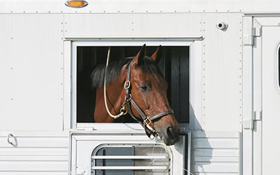 Horse in Trailer